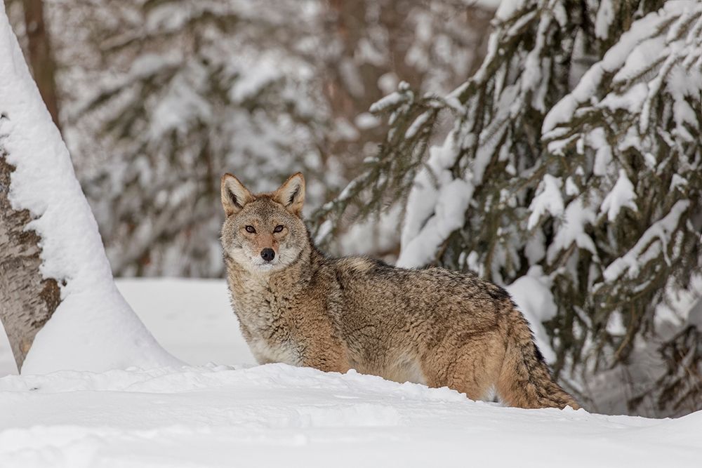 Coyote in deep winter snow-Canis latrans-controlled situation-Montana